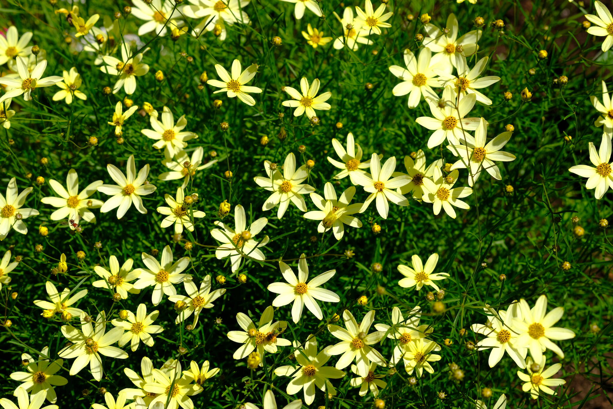 A swath of yellow tickseed (Coreopsis) in the garden.